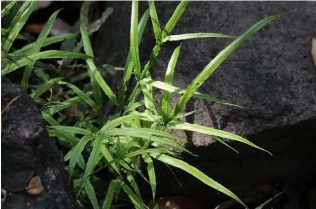 Cỏ dại mọc bên miệng giếng ngày xưa được người nông dân dùng làm củi, nhưng không ngờ chúng rất có giá trị