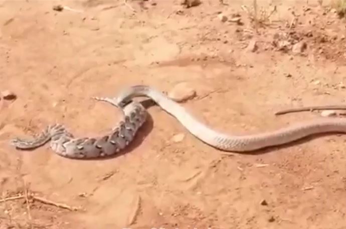 Clip: Rắn lục Gaboon nếm 'trái đắng' khi đối đầu với rắn hổ mang Snouted