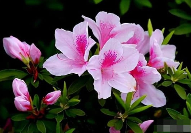 Những loại hoa này đẹp nhưng chứa 'kịch độc', nên đừng trồng ở nhà nhé!