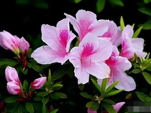 Những loại hoa này đẹp nhưng chứa 'kịch độc', nên đừng trồng ở nhà nhé!