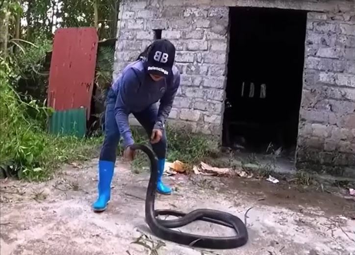 Clip: Tay không bắt rắn hổ mang chúa, cô gái nhận cái kết 'đắng ngắt'