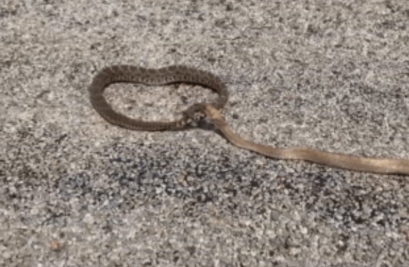 Clip: Pha 'dở khóc dở cười' của rắn đuôi chuông kim cương Tây Mỹ khi bị rắn không nọc tấn công