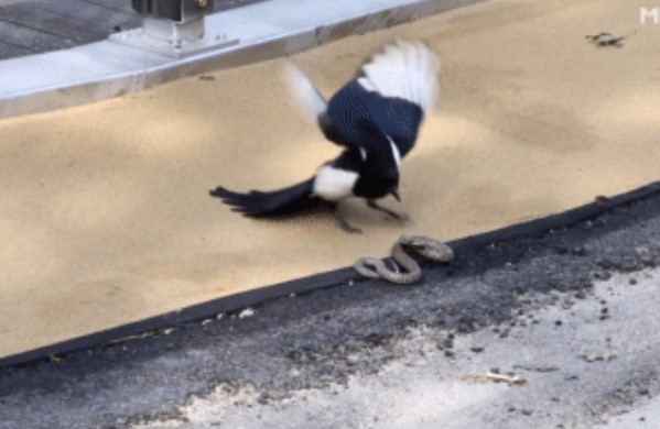 Clip: Cú tấn công bất ngờ của chim ác là và kết cục đầy khó hiểu