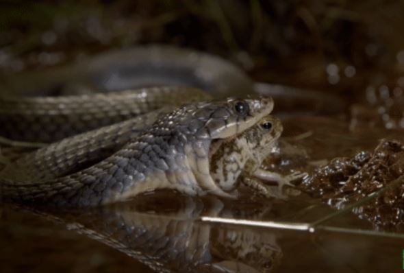 Clip: Sự trả giá đắt của rắn khi đụng phải con mồi không nên đụng