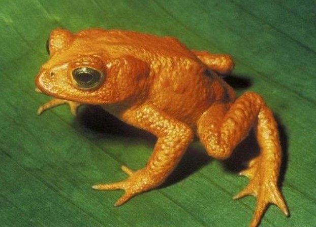 5 con vật vào nhà là 'điềm báo' giàu sang, tài lộc kéo đến, đừng có dại mà đánh đuổi