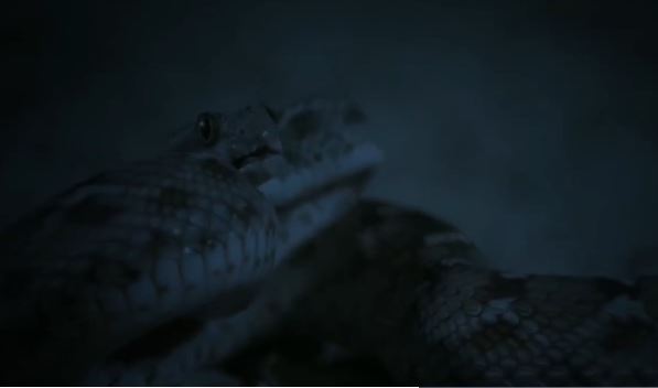 Clip: Cuộc chạm trán đầy bất ngờ giữa nhím gai và rắn lục hoa, kẻ đi săn lại trở thành con mồi