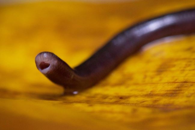 Thực hư loài rắn tại Việt Nam bé bằng cây đũa nhưng có nọc độc chết người?