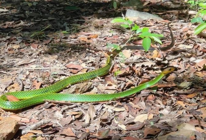 C&#x1EAD;n c&#x1EA3;nh lo&#xE0;i r&#x1EAF;n m&#x1EDB;i &#x111;&#x1B0;&#x1EE3;c ph&#xE1;t hi&#x1EC7;n ch&#x1EC9; c&#xF3; t&#x1EA1;i Vi&#x1EC7;t Nam