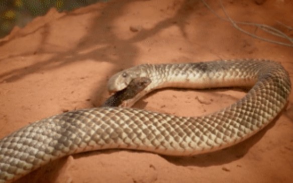 Clip: Cảnh tượng kinh hoàng, rắn nâu miền đông bị xé xác bởi 'sát thủ của các sát thủ'