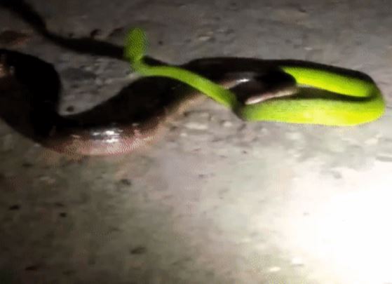 Clip: Cuộc chạm trán trong đêm của rắn lục đối đầu với thành viên "tứ đại nọc độc", ai sẽ chiến thắng?