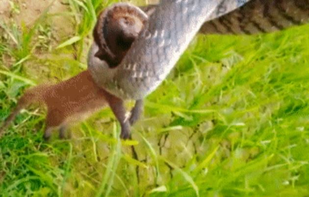 Clip: Cầy Mangut bại trận trở thành con mồi của loài rắn vô hại 