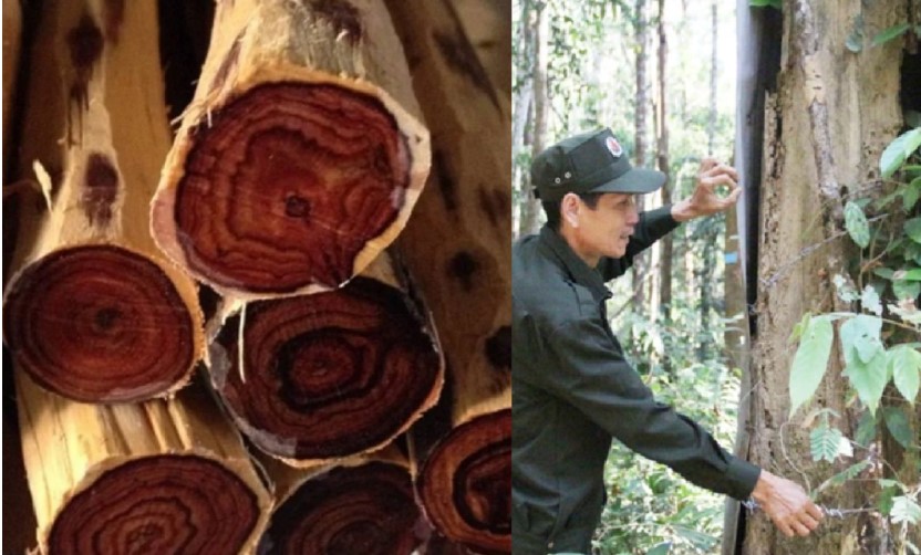 Khu r&#x1EEB;ng g&#x1ED7; qu&#xFD; &#x27;b&#x1EA5;t kh&#x1EA3; x&#xE2;m ph&#x1EA1;m&#x27; c&#x1EE7;a Vi&#x1EC7;t Nam: &#x110;&#x1B0;&#x1EE3;c bao b&#x1ECD;c b&#x1EB1;ng t&#x1B0;&#x1EDD;ng ng&#x103;n 5km tr&#x1ECB; gi&#xE1; g&#x1EA7;n 30 t&#x1EF7;