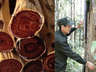 Khu rừng gỗ quý 'bất khả xâm phạm' của Việt Nam: Được bao bọc bằng tường ngăn 5km trị giá gần 30 tỷ