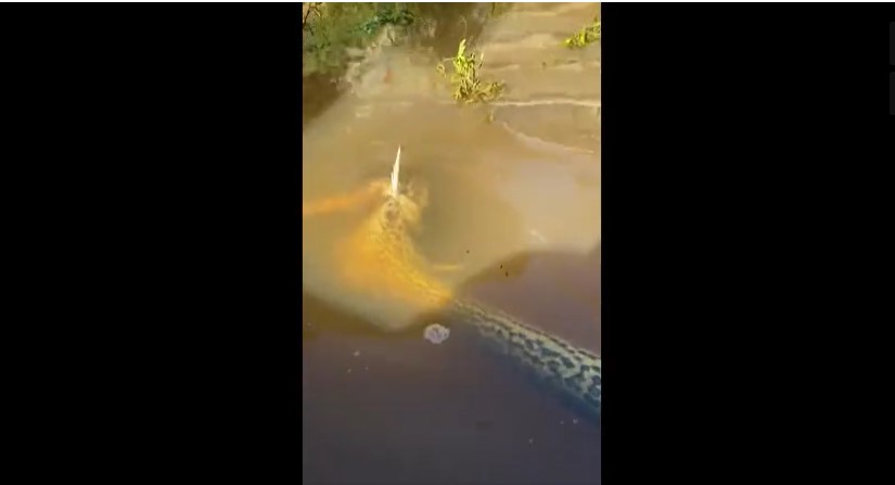 CLIP: Kết thảm của trăn anaconda khi săn mồi bất thành