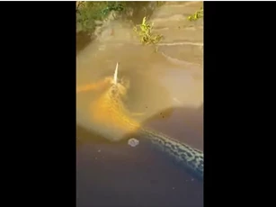 CLIP: Kết thảm của trăn anaconda khi săn mồi bất thành