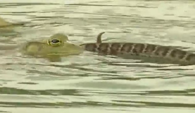 Clip: Rắn lục trả giá đắt khi 'tha mạng' cho ếch trâu