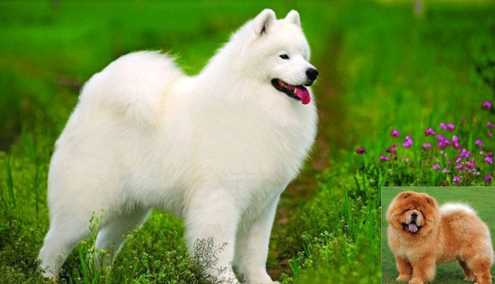 Top 5 giống chó đắt đỏ nhất hành tinh: Giống Samoyed giá 253 triệu đồng/con, trung thành hiếm có