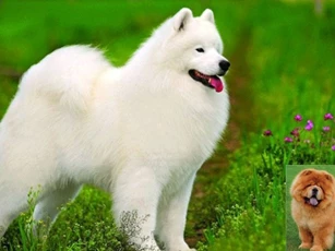 Top 5 giống chó đắt đỏ nhất hành tinh: Giống Samoyed giá 253 triệu đồng/con, trung thành hiếm có