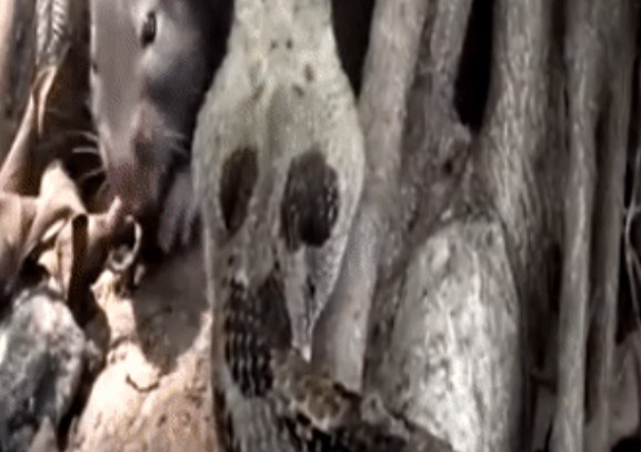 Clip: Cuộc chiến sinh tử, chuột cống liều mạng cắn trả rắn độc nguy hiểm nhất Bắc Mỹ