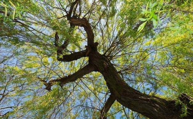 Phát hiện vỏ của loại cây quen thuộc ở Việt Nam có khả năng tiêu diệt tế bào ung thư