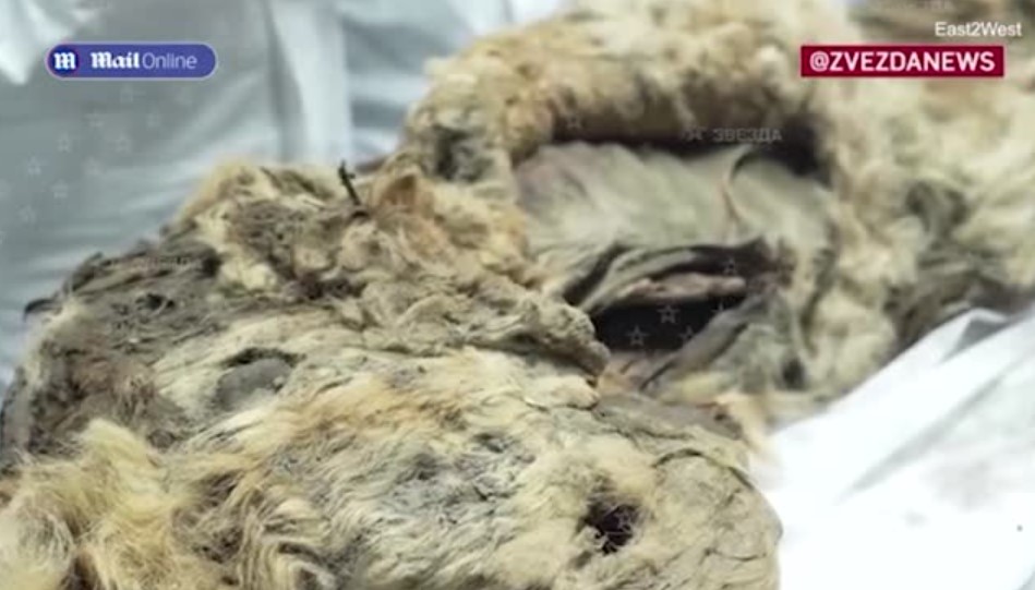 Rã đông "sói địa ngục" chết trong băng hơn 44.000 năm