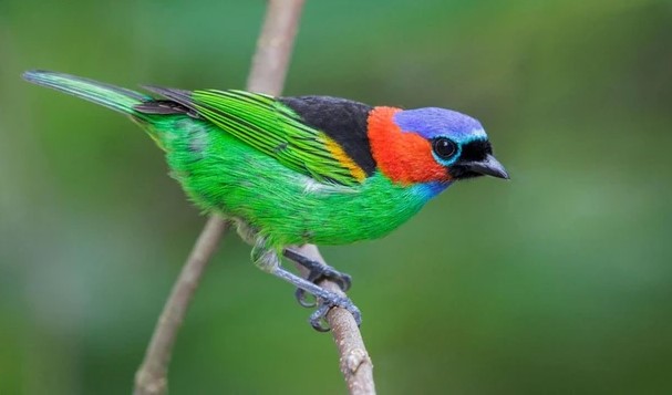 Ngắm 10 loài chim có bộ lông sặc sỡ nhất thế giới