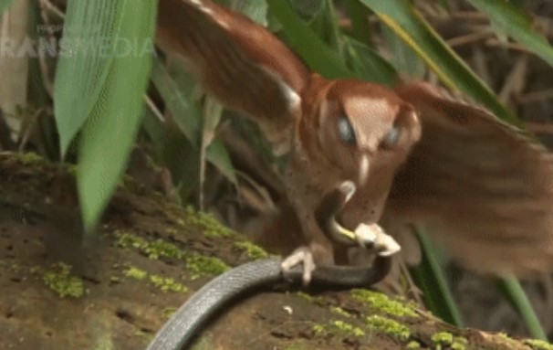 Clip: Trận chiến sinh tử giữa rắn và cú mèo, kết cục rắn chết hay cú mèo chết?