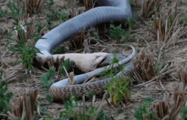 Clip: Những cú "vặn người tử thần" của rắn hổ mang chúa, đòn kết liễu lạnh lùng của "vị vua" đầy quyền lực