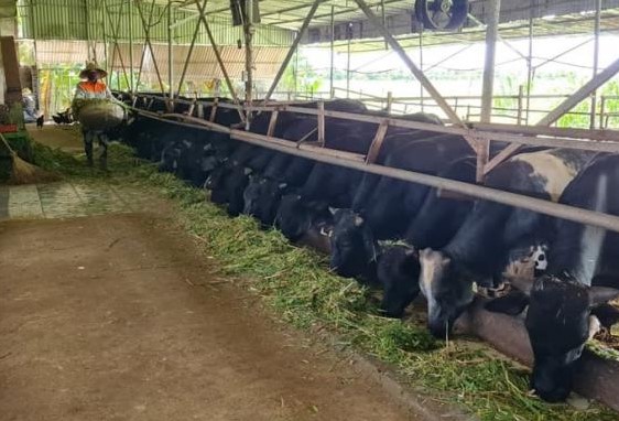 Bỏ việc lương cao 25 triệu/tháng, chàng kỹ sư trẻ về quê làm nông dân, nuôi con vật 'khổng lồ' nào ngờ đút túi gần 2 tỷ/năm