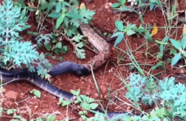 Clip: Cuộc đại chiến sinh tử giữa hai loài rắn độc nhất Ấn Độ