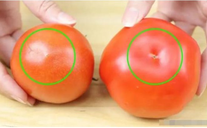 Cà chua có được cung cấp hormone không? Chỉ cần nhìn vào đây là bạn sẽ biết