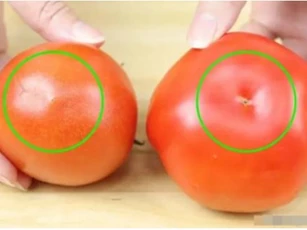 Cà chua có được cung cấp hormone không? Chỉ cần nhìn vào đây là bạn sẽ biết