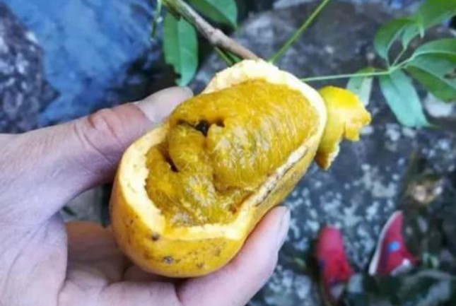 Đây không phải quả cóc, là loại quả rừng có vị ngọt như chuối, giá gần 100.000đ/kg