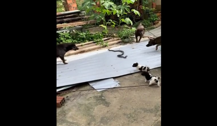 CLIP: Chó nhà hợp sức tử chiến với rắn độc bảo vệ đàn con