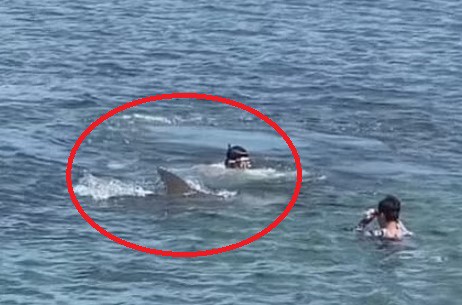 Con cá heo gây ra 48 vụ cắn người ở Nhật Bản: Chuyên gia nói điều bất ngờ