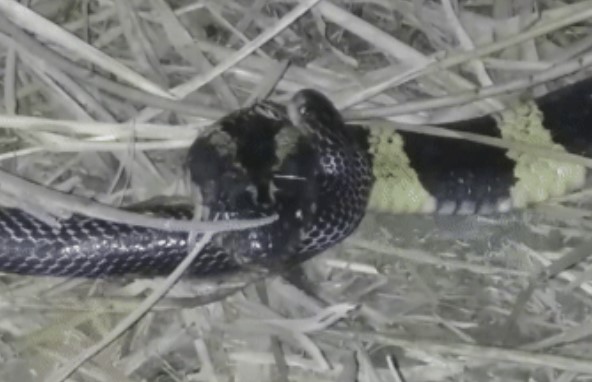 Clip: Cuộc chạm trán kịch tính giữa hai loài rắn cực độc, cạp nong và cạp nia ai sẽ là kẻ chiến thắng?