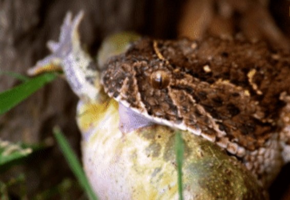 Clip: Rắn phì tung đòn chí mạng vào con mồi bất cẩn, liệu cóc có thể thoát hiểm?