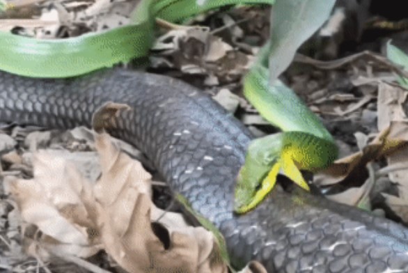 Clip: Rắn xanh "đáp lễ" hổ mang chúa khi bị kẻ địch tiêm nọc độc vào người, kết cục sẽ ra sao?