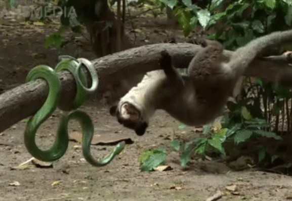 Clip: 'Hai con dê qua cầu' giữa đời thực: Rắn xanh đụng độ cầy tai trắng khi qua đường, không con nào nhường con nào