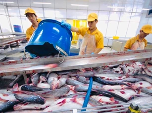 Được quốc tế 'săn đón', xuất khẩu cá tra vẫn đối diện nhiều thách thức