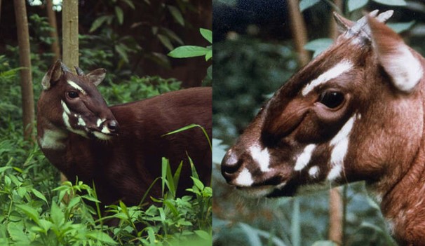 Gặp gỡ loài ‘kỳ lân Châu Á’ bí ẩn hiếm có khó tìm, lần đầu tiên xuất hiện trên thế giới tại Việt Nam