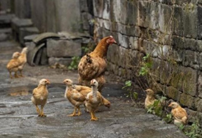 Nuôi gà thả rông ở nông thôn bao lâu mới đạt dinh dưỡng và chất lượng ngon nhất để thịt? Đây là câu trả lời