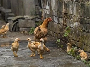 Nuôi gà thả rông ở nông thôn bao lâu mới đạt dinh dưỡng và chất lượng ngon nhất để thịt? Đây là câu trả lời