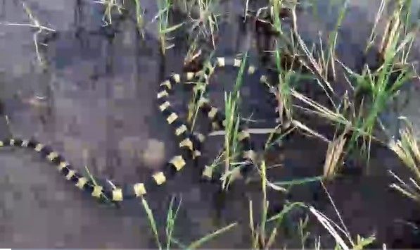 Clip: Cuộc chiến sinh tử giữa hai con rắn cạp nong để tranh giành một bữa ăn