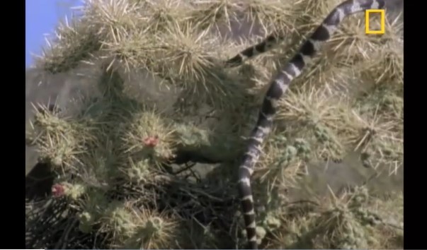 Clip: Cái kết đắng cho kẻ tham ăn, liều mình leo cao trộm trứng chim họa mi