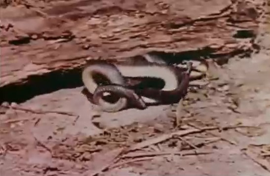 Clip: Cuộc đối đầu nghẹt thở giữa "rắn ba bước" Fer de lance cực độc và bóng đen bí ẩn