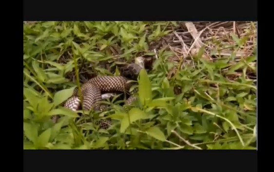 Clip: Cuộc chiến giữa rắn vua và trăn miến điện, ai sẽ thắng cuộc đụng độ đầy kịch tính này?