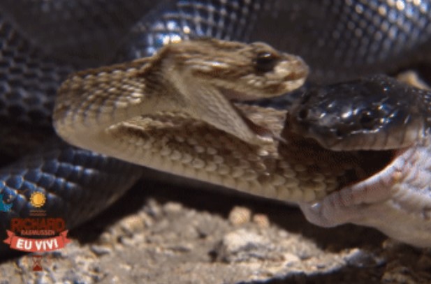 Clip: Cơn ác mộng đẫm máu của rắn đuôi chuông, kẻ thù lạnh lùng nuốt chửng từ đuôi đến đầu