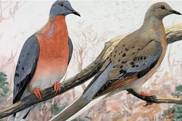 Loài chim nặng gần nửa tấn bị tuyệt chủng vì có thịt quá ngon: Sự thật đáng kinh ngạc được phơi bày!