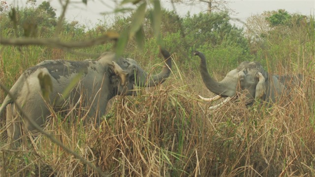 So với các loài voi khác, voi Ấn Độ có thân hình tương đối nhỏ con. So với các loài voi khác, voi Ấn Độ có thân hình tương đối nhỏ con.